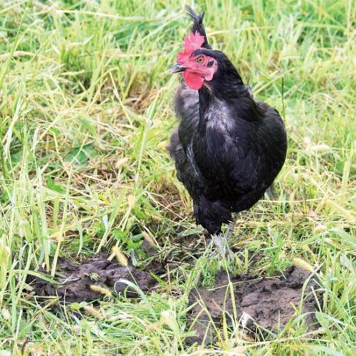 The Benefits of Livestock Productivity